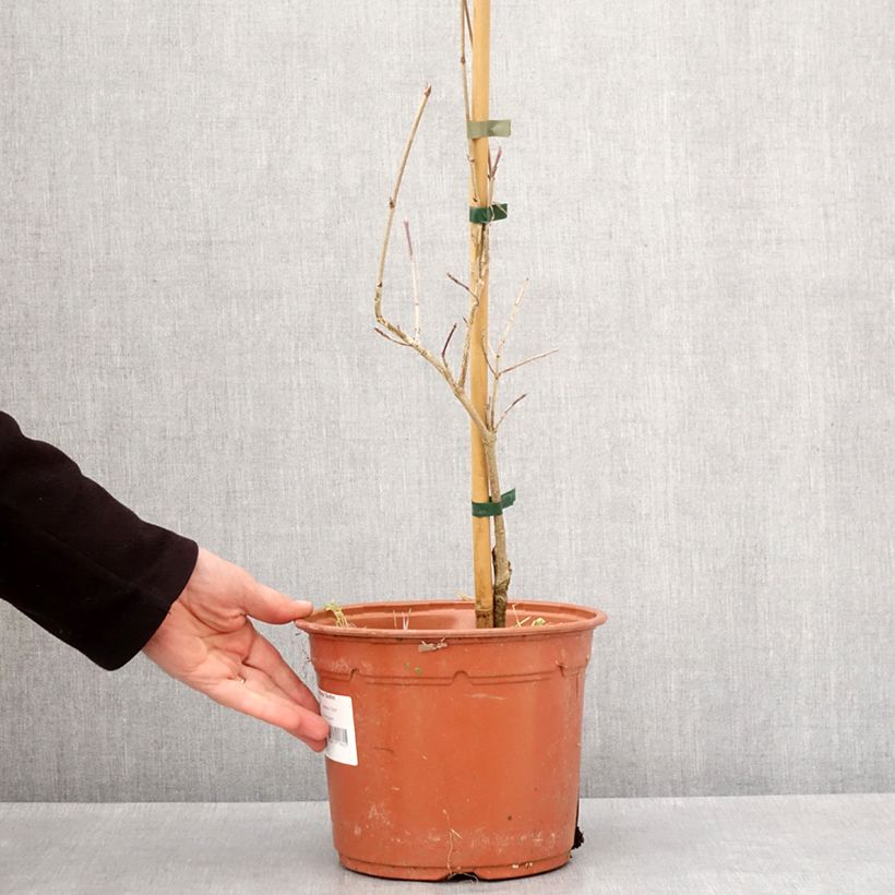 Exemplar von Japanischer Blumen-Hartriegel Bonfire - Cornus kousa Topf mit 4L/5L wie im Winter geliefert