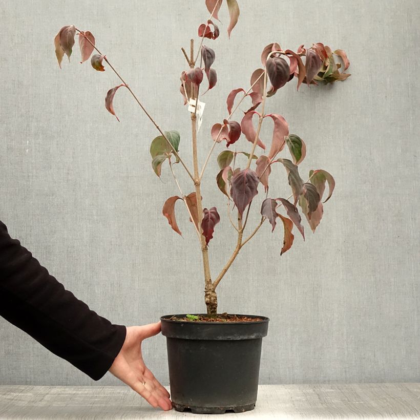 Exemplar von Japanischer Blumen-Hartriegel China Girl - Cornus kousa Topf mit 4L/5L wie im Herbst geliefert
