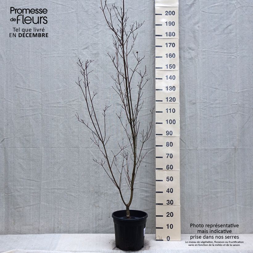 Exemplar von Japanischer Blumen-Hartriegel Couronne - Cornus kousa Topf mit 12L/15L wie im Winter geliefert