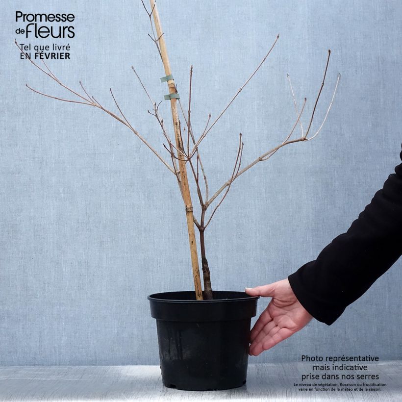 Exemplar von Japanischer Blumen-Hartriegel Gold Star - Cornus kousa Topf mit 4L/5L wie im Winter geliefert