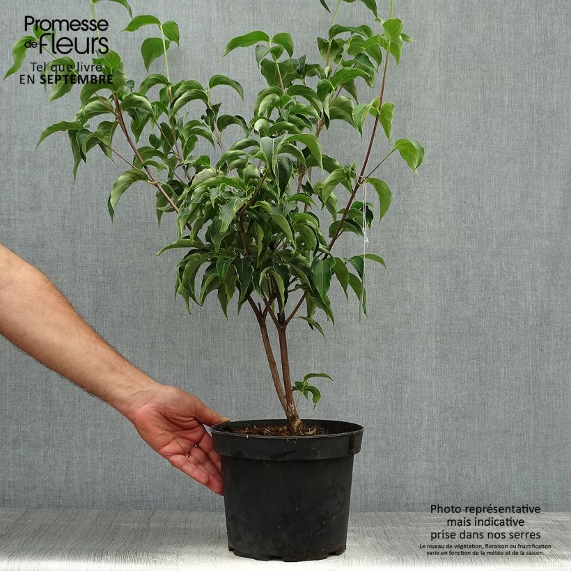 Exemplar von Japanischer Blumen-Hartriegel Milky Way - Cornus kousa Topf mit 4L/5L wie im Herbst geliefert