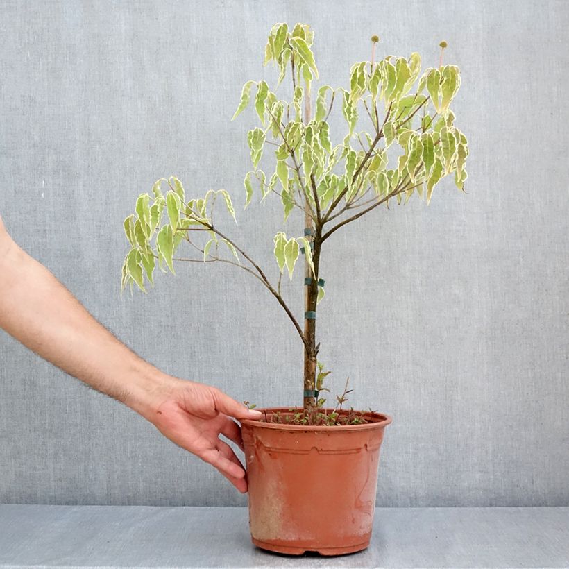 Exemplar von Japanischer Blumen-Hartriegel Pevé Foggy - Cornus kousa Topf mit 4L/5L wie im Sommer geliefert