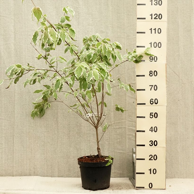 Exemplar von Japanischer Blumen-Hartriegel Samaritan - Cornus kousa Topf mit 4L/5L wie im Sommer geliefert
