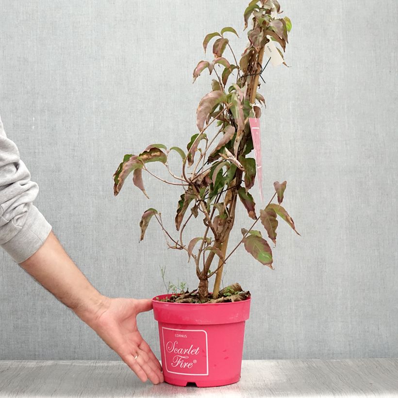 Exemplar von Japanischer Blumen-Hartriegel Scarlet Fire - Cornus kousa Topf mit 4L/5L wie im Sommer geliefert