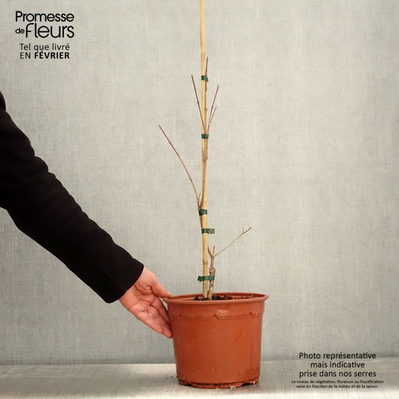 Exemplar von Japanischer Blumen-Hartriegel Shira-yuki - Cornus kousa Topf mit 4L/5L wie im Winter geliefert
