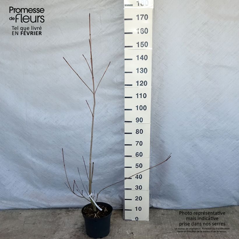 Exemplar von Japanischer Blumen-Hartriegel Venus - Cornus kousa Topf mit 7,5L/10L wie im Winter geliefert