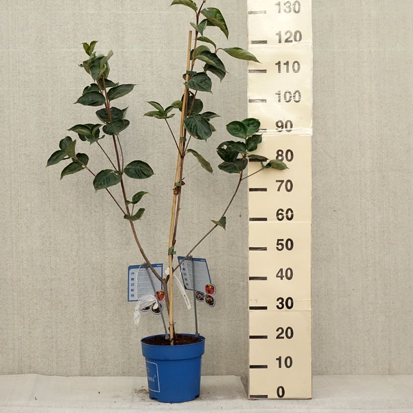 Exemplar von Japanischer Blumen-Hartriegel Venus - Cornus kousa Topf mit 6L/7L wie im Herbst geliefert