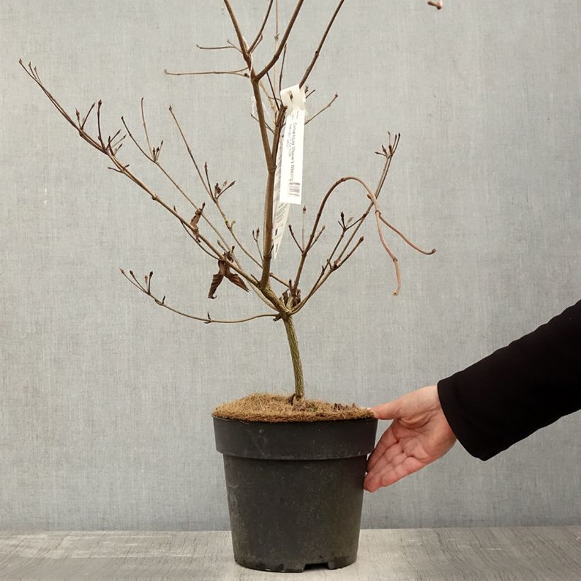 Exemplar von Japanischer Blumen-Hartriegel Weaver's Weeping - Cornus kousa Topf mit 6L/7L wie im Herbst geliefert