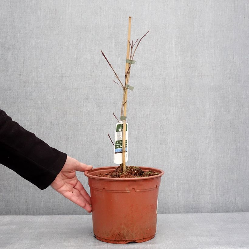 Exemplar von Japanischer Blumen-Hartriegel Wolf Eyes - Cornus kousa Topf mit 4L/5L wie im Winter geliefert
