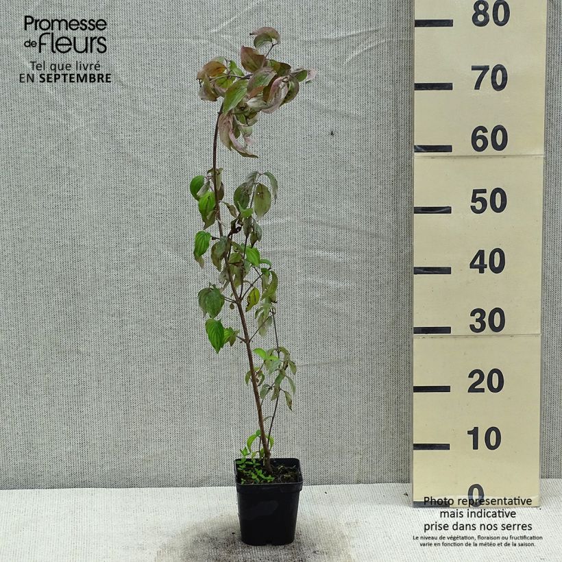 Exemplar von Kornelkirsche - Cornus mas Topf mit 1,5L/2L wie im Sommer geliefert