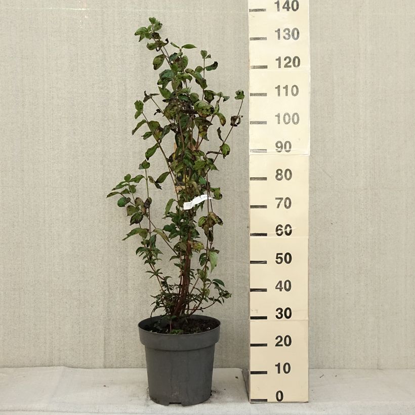 Exemplar von Kornelkirsche - Cornus mas Topf mit 12L/15L wie im Herbst geliefert