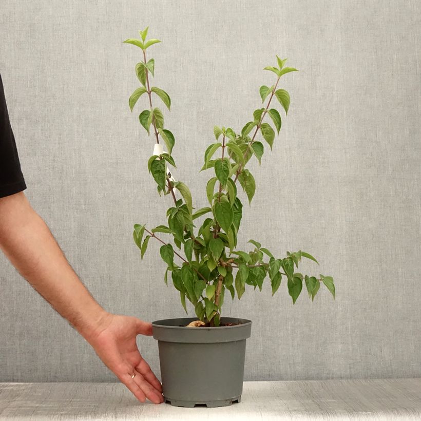 Exemplar von Kornelkirsche - Cornus mas Topf mit 2L/3L wie im Sommer geliefert