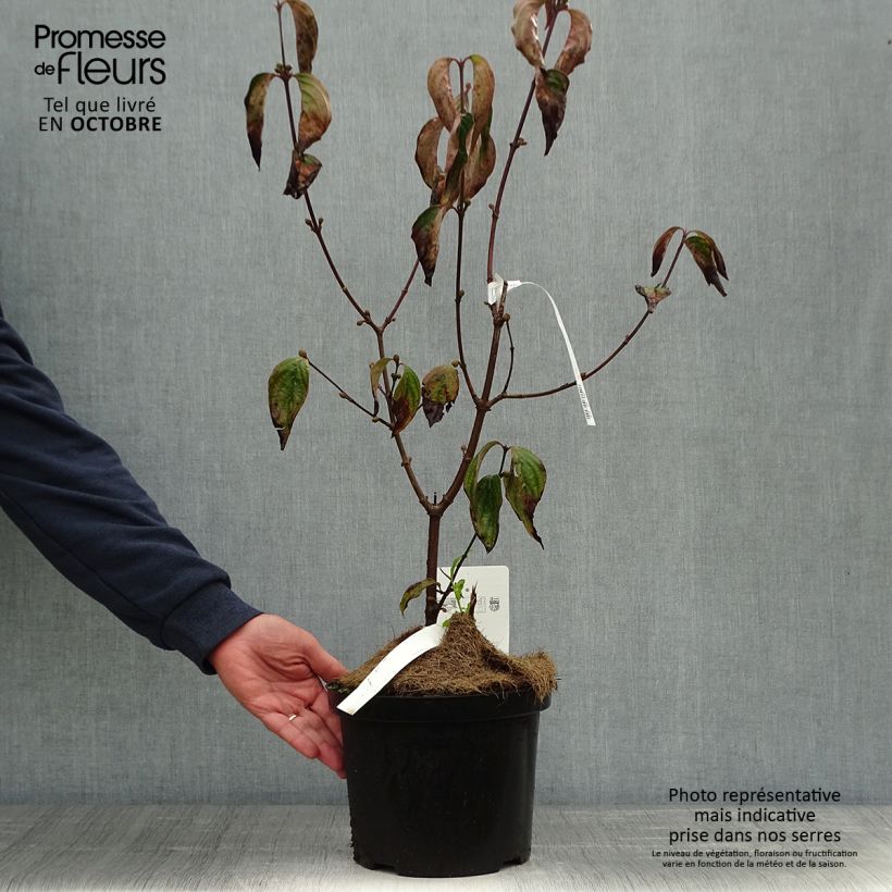 Exemplar von Kornelkirsche Jolico - Cornus mas Topf mit 3L/4L wie im Herbst geliefert