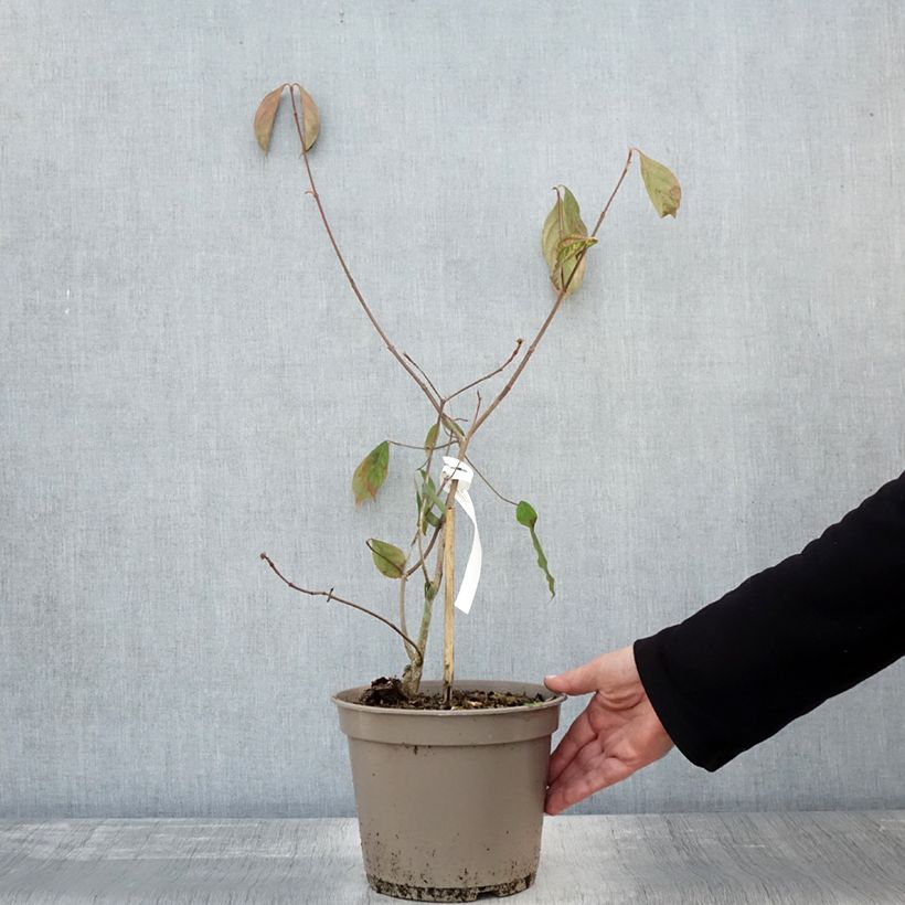 Exemplar von Japanischer Blumen-Hartriegel Norman Hadden - Cornus kousa Topf mit 4L/5L wie im Herbst geliefert