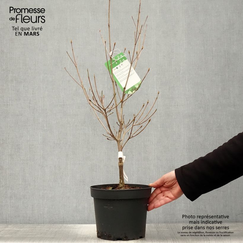 Exemplar von Japanischer Blumen-Hartriegel Norman Hadden - Cornus kousa Topf mit 4L/5L wie im Frühjahr geliefert