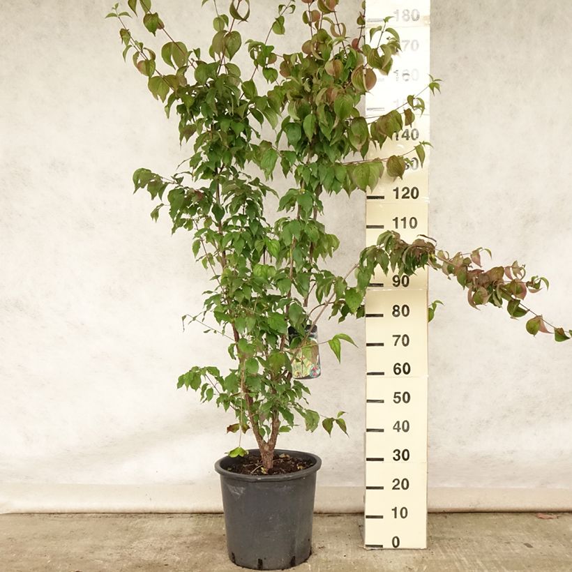 Exemplar von Asiatische Kornelkirsche Robin's Pride - Cornus officinalis Topf mit 20L/25L wie im Sommer geliefert