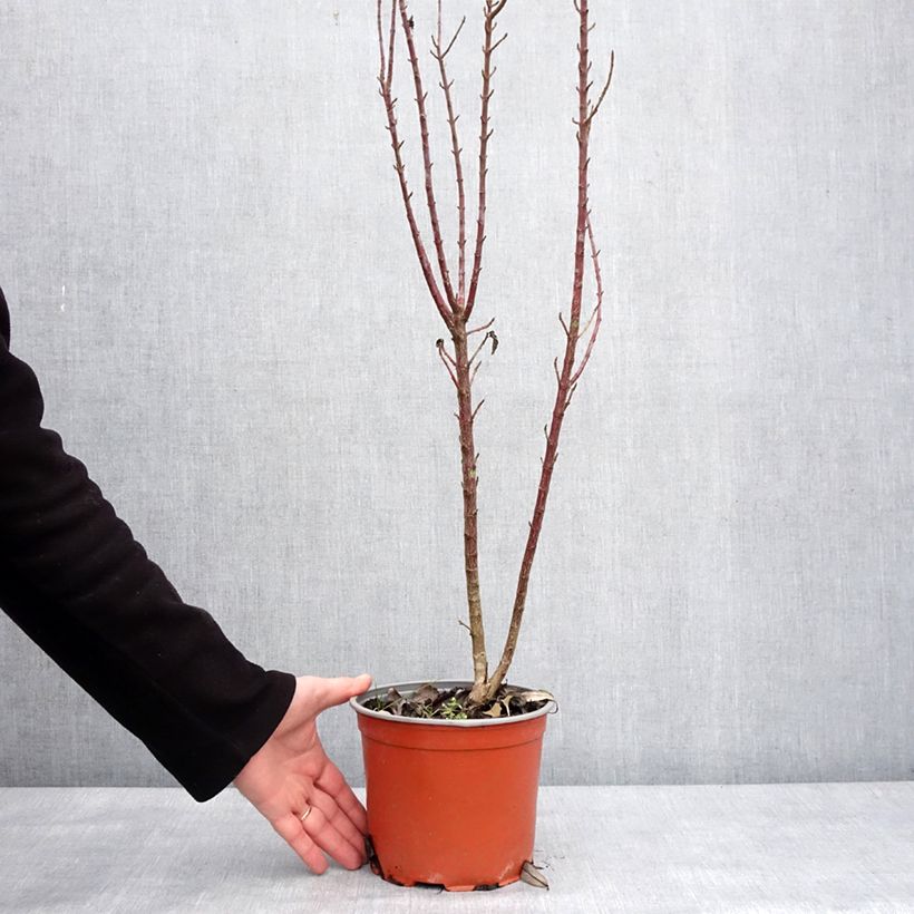 Exemplar von Roter Hartriegel Compressa - Cornus sanguinea  Topf mit 3L/4L wie im Winter geliefert