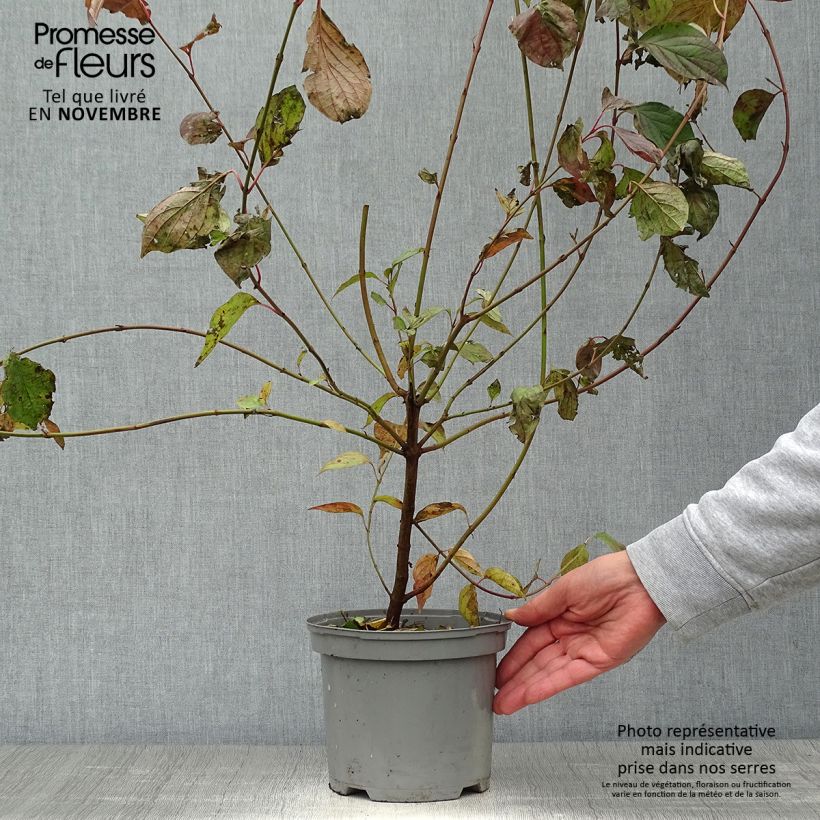Exemplar von Roter Hartriegel - Cornus sanguinea Topf mit 2L/3L wie im Herbst geliefert