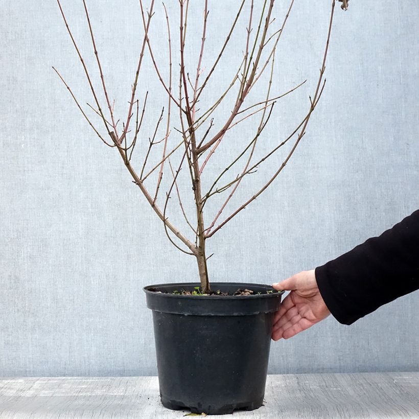 Exemplar von Roter Hartriegel - Cornus sanguinea Topf mit 7,5L/10L wie im Herbst geliefert