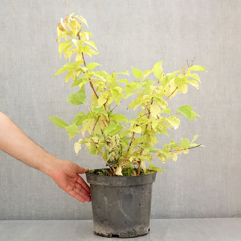 Exemplar von Roter Hartriegel Magic Flame - Cornus sanguinea Topf mit 7,5L/10L wie im Sommer geliefert