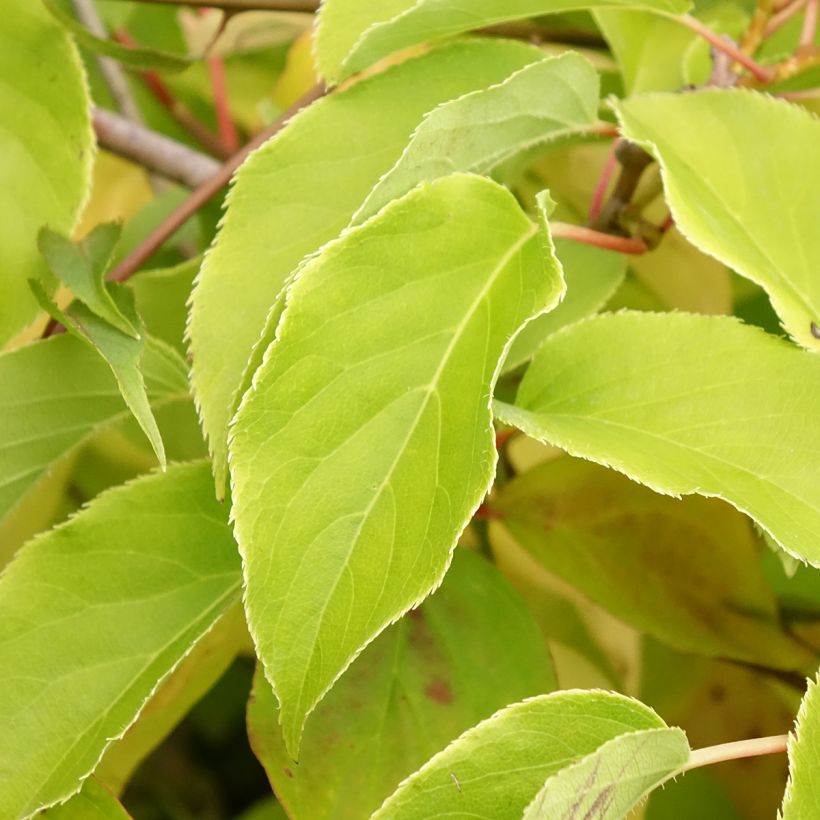 Roter Hartriegel Magic Flame - Cornus sanguinea (Laub)