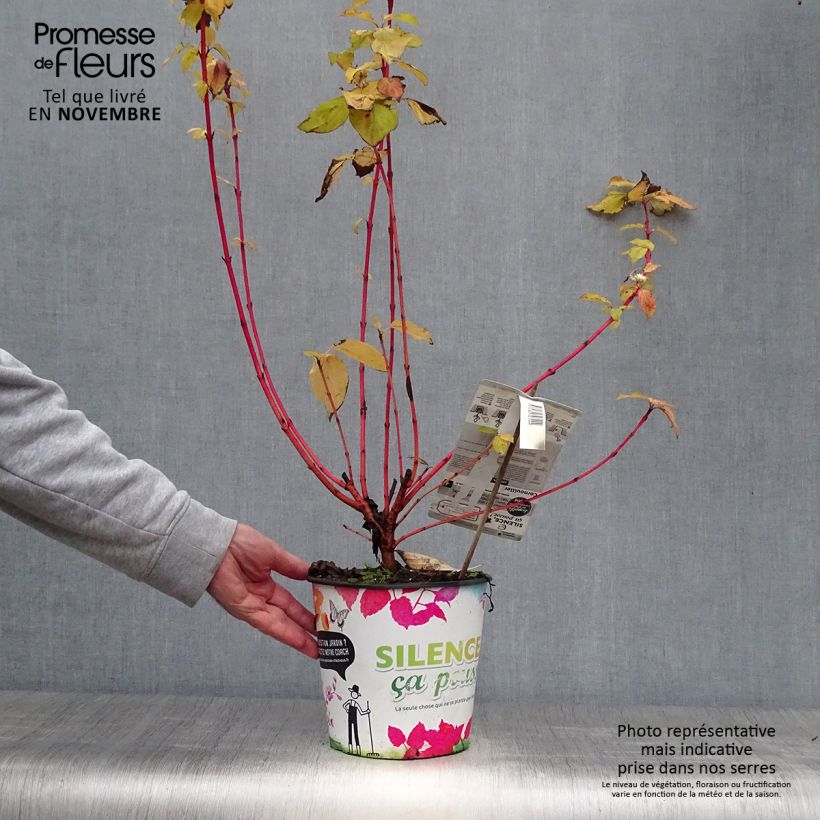 Exemplar von Roter Hartriegel Magic Flame - Cornus sanguinea Topf mit 4L/5L wie im Herbst geliefert