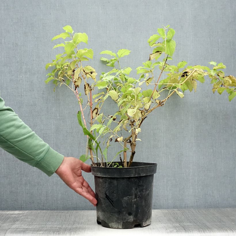 Exemplar von Roter Hartriegel Winter Beauty - Cornus sanguinea Topf mit 7,5L/10L wie im Sommer geliefert