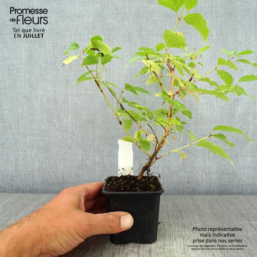 Exemplar von Roter Hartriegel Winter Beauty - Cornus sanguinea Kleine Töpfe von 8/9 cm wie im Sommer geliefert