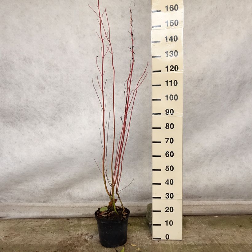 Exemplar von Seidige Hartriegel Cardinal - Cornus sericea Topf mit 7,5L/10L wie im Herbst geliefert