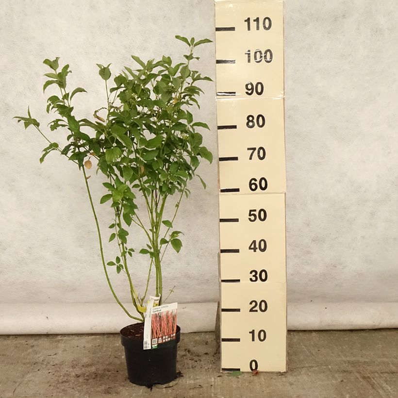 Exemplar von Seidige Hartriegel Cardinal - Cornus sericea Topf mit 2L/3L wie im Sommer geliefert