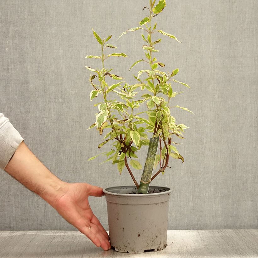 Exemplar von Seidige Hartriegel Hedgerow's Gold - Cornus sericea  Topf mit 3L/4L wie im Herbst geliefert