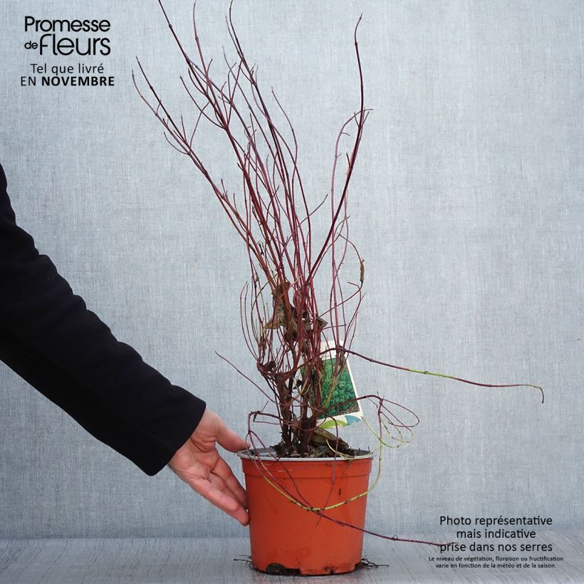 Exemplar von Seidige Hartriegel Kelseyi - Cornus sericea Topf mit 3L/4L wie im Herbst geliefert