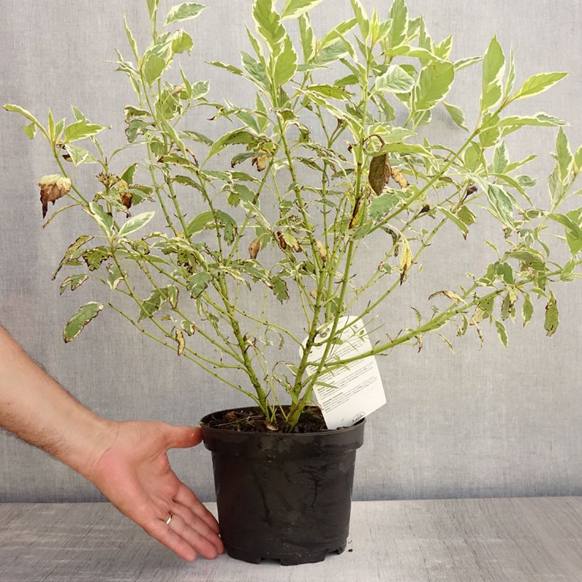Exemplar von Seidige Hartriegel White Gold - Cornus sericea Topf mit 3L/4L wie im Sommer geliefert