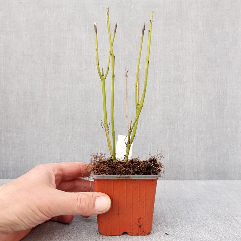 Exemplar von Seidige Hartriegel Flaviramea - Cornus sericea Kleine Töpfe von 8/9 cm wie im Winter geliefert