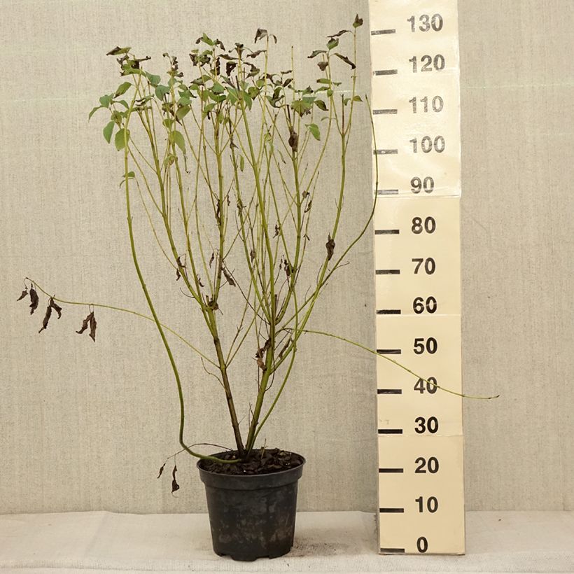 Exemplar von Seidige Hartriegel Flaviramea - Cornus sericea Topf mit 7,5L/10L wie im Herbst geliefert