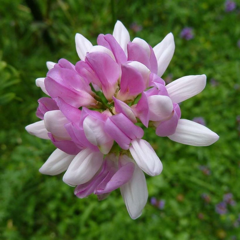 Coronilla varia - Bunte Kronwicke (Blüte)