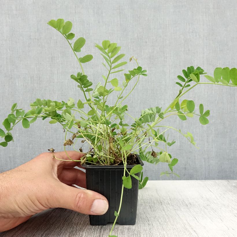 Exemplar von Coronilla varia - Bunte Kronwicke Kleine Töpfe von 8/9 cm wie im Herbst geliefert