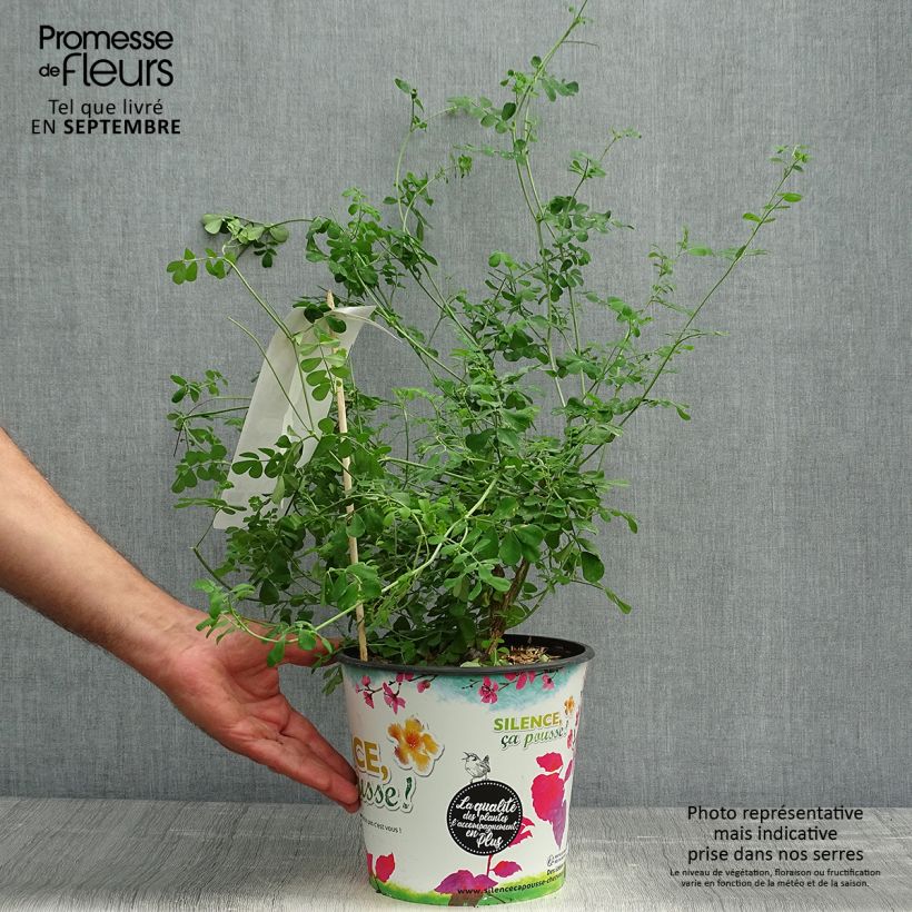 Exemplar von Coronilla valentina subsp. glauca Sélection - Blaugrüne Kronwicke Topf mit 4L/5L wie im Herbst geliefert