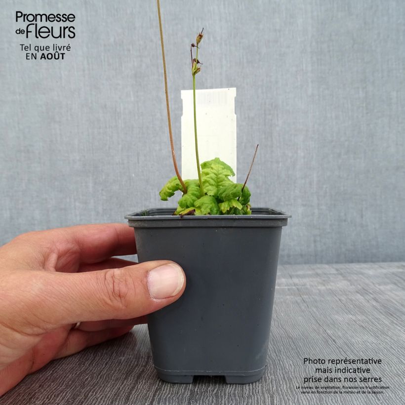 Exemplar von Cortusa matthioli subsp. pekinensis - Alpen-Glöckchen Kleine Töpfe von 8/9 cm wie im Sommer geliefert