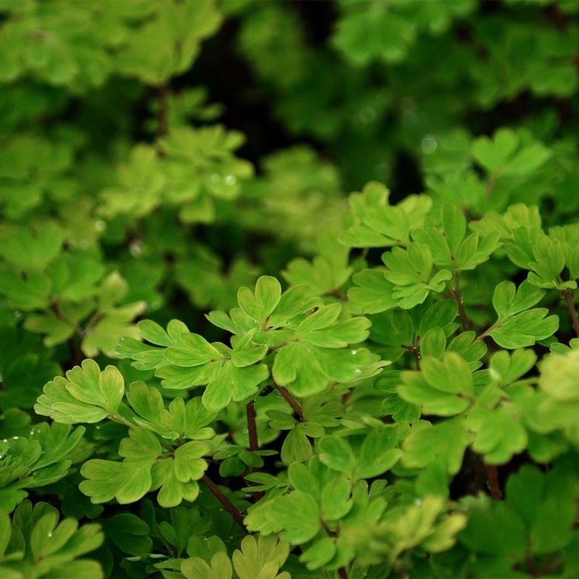 Beispiel eines Exemplars von Corydalis flexuosa - Gebogener Lerchensporn Kleine Töpfe von 8/9 cm wie geliefert