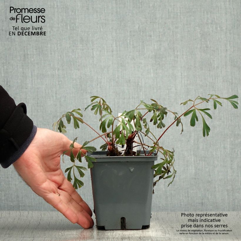 Exemplar von Corydalis flexuosa Porcelain Blue - Gebogener Lerchensporn Topf mit 1L/1,5L wie im Winter geliefert