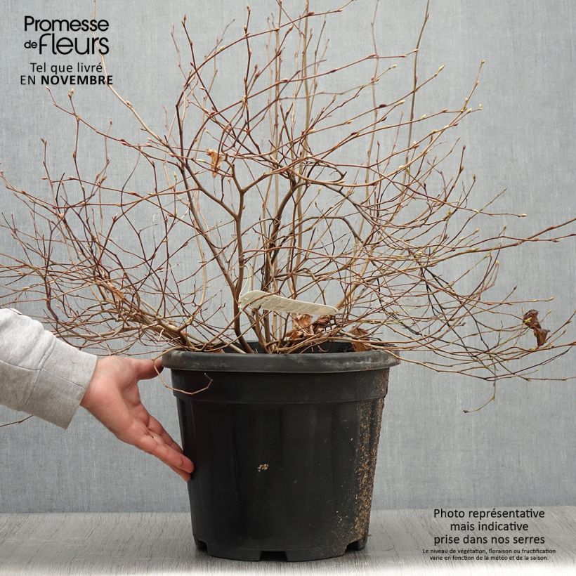 Exemplar von Corylopsis pauciflora - Scheinhasel Topf mit 12L/15L wie im Herbst geliefert
