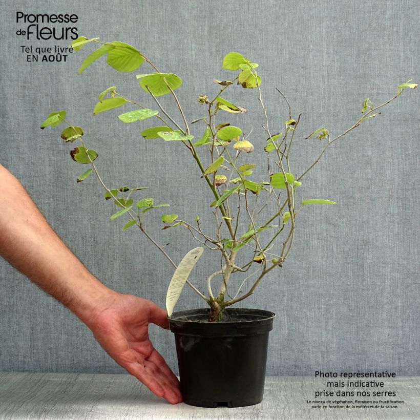 Exemplar von Corylopsis Spring Purple - Scheinhasel Topf mit 2L/3L wie im Sommer geliefert