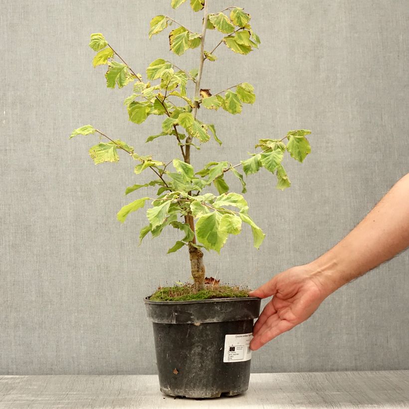 Exemplar von Haselnuss Agnieszka - Corylus avellana Topf mit 4L/5L wie im Sommer geliefert