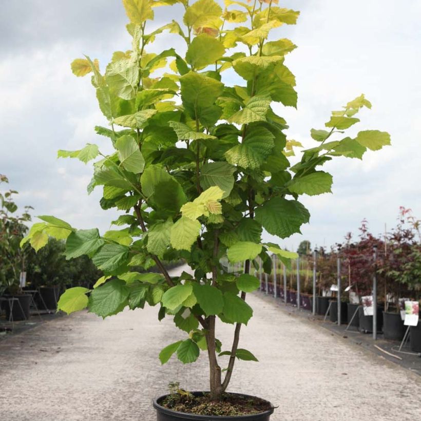 Beispiel eines Exemplars von Haselnuss Aurea - Corylus avellana Topf mit 18L/20L wie geliefert
