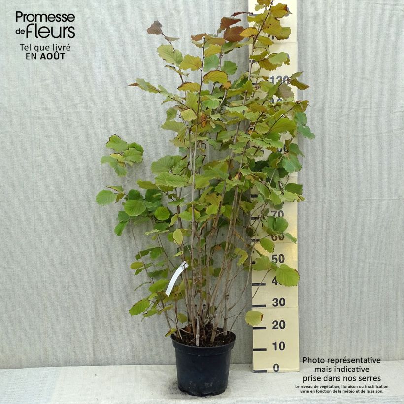 Exemplar von Haselnuss Rode Zellernoot - Corylus avellana Topf mit 7,5L/10L wie im Sommer geliefert