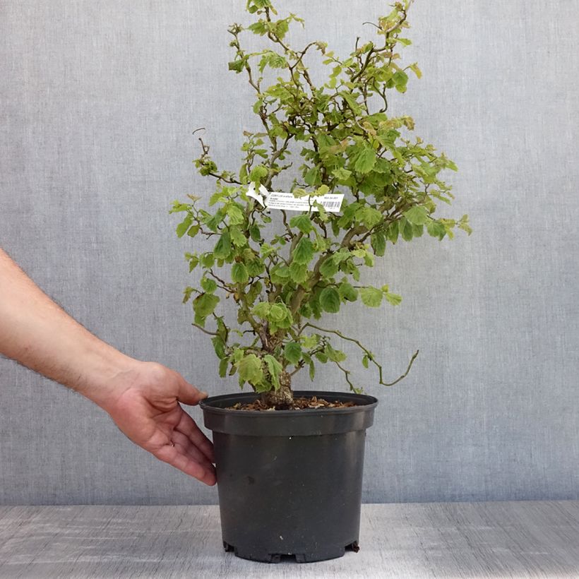 Exemplar von Haselnuss Scooter - Corylus avellana Topf mit 4L/5L wie im Sommer geliefert