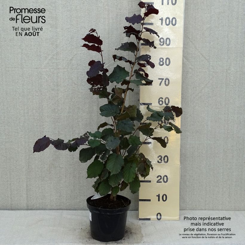 Exemplar von Roter Lambertshasel Purpurea - Corylus maxima Topf mit 3L/4L wie im Sommer geliefert