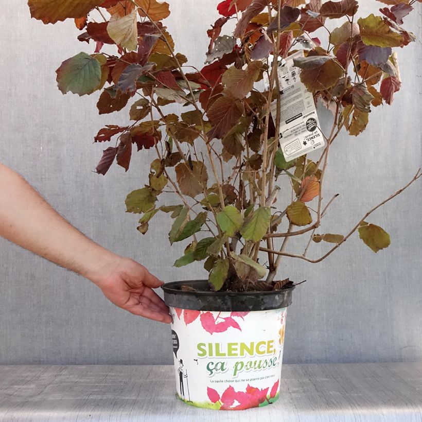 Exemplar von Roter Lambertshasel Purpurea - Corylus maxima Topf mit 7,5L/10L wie im Sommer geliefert