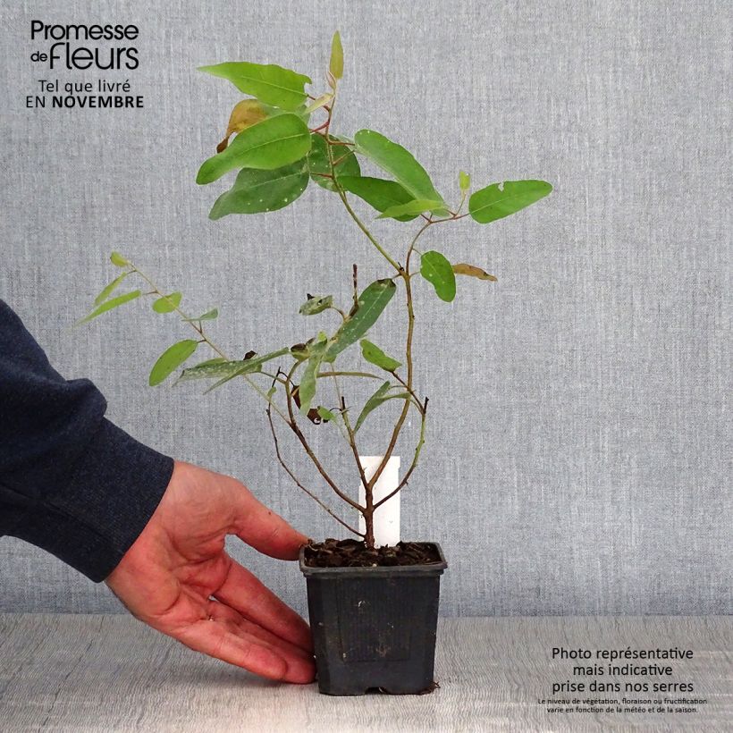 Exemplar von Corymbia citriodora - Zitroneneukalyptus Kleine Töpfe von 8/9 cm wie im Herbst geliefert